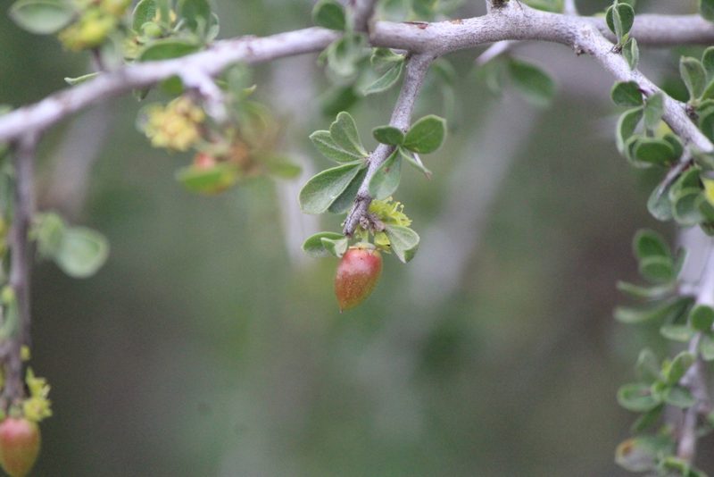 Condalia mexicana, photographed by José Belem Hernández Díaz