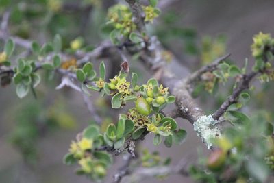 Condalia mexicana, photographed by José Belem Hernández Díaz