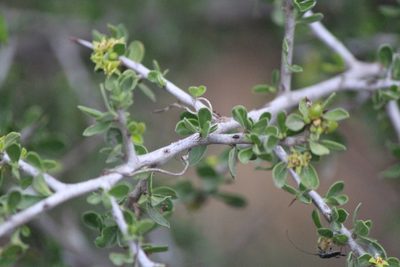 Condalia mexicana, photographed by José Belem Hernández Díaz