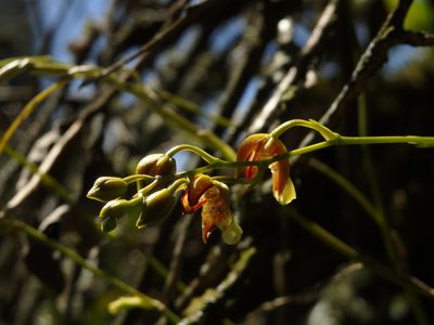 Leochilus carinatus, photographed by Victor De la Cruz
