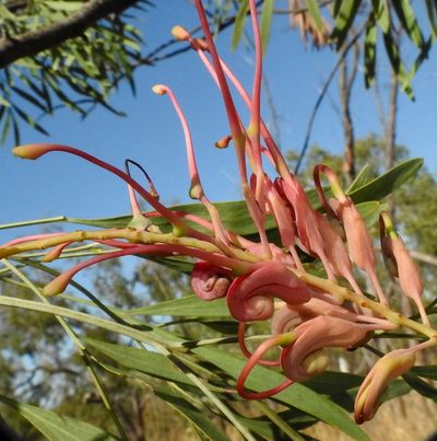Grevillea heliosperma, photographed by desertnaturalist