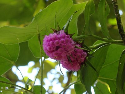 Elleanthus capitatus, photographed by Victor De la Cruz