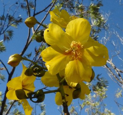 Cochlospermum fraseri, photographed by desertnaturalist