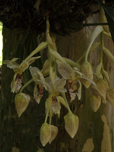 Stanhopea oculata, photographed by Victor De la Cruz