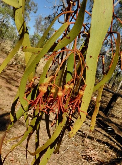 Amyema bifurcata, photographed by desertnaturalist