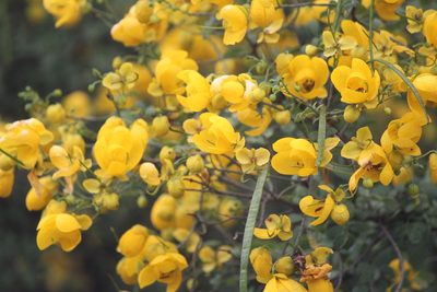 Senna wislizeni, photographed by José Belem Hernández Díaz