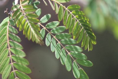Senna polyantha, photographed by José Belem Hernández Díaz
