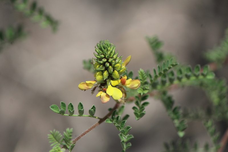 Dalea lutea, photographed by José Belem Hernández Díaz