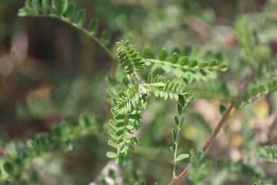 Dalea lutea, photographed by José Belem Hernández Díaz