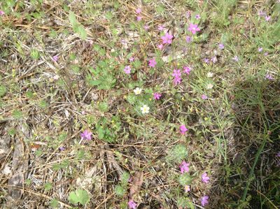 Navarretia leptalea, photographed by Rosie Yacoub