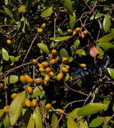 Diospyros humilis, photographed by desertnaturalist