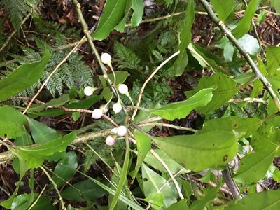 Melicytus macrophyllus, photographed by Bruce Calvert