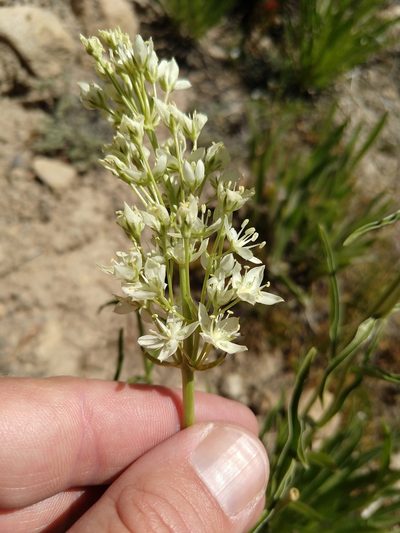 Frasera montana, photographed by rockybajada