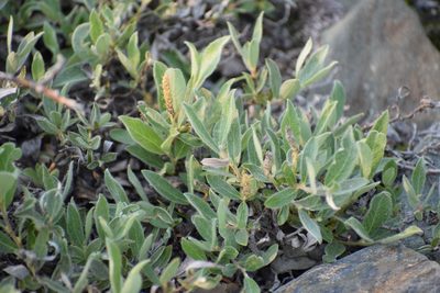 Salix barrattiana, photographed by Syd Cannings