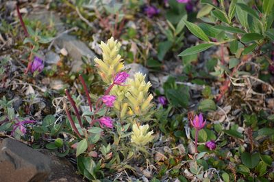 Castilleja hyperborea, photographed by Syd Cannings