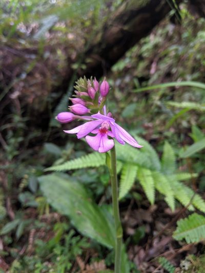 Calanthe masuca, photographed by Cheng-Te Hsu