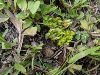 Selaginella ciliaris, photographed by Cheng-Te Hsu