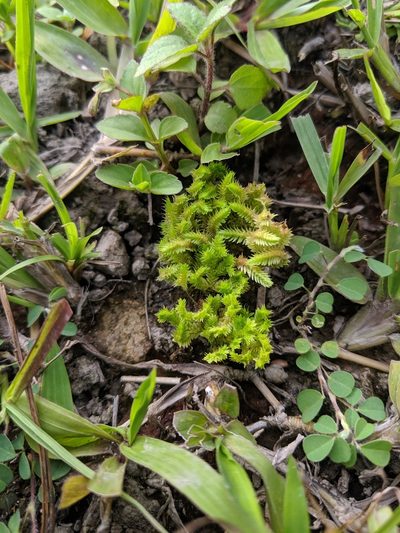 Selaginella ciliaris, photographed by Cheng-Te Hsu