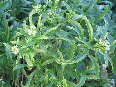 Lepidium castellanum, photographed by John Barkla