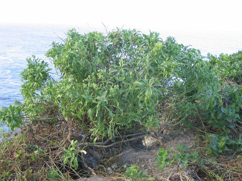 Lepidium castellanum, photographed by John Barkla