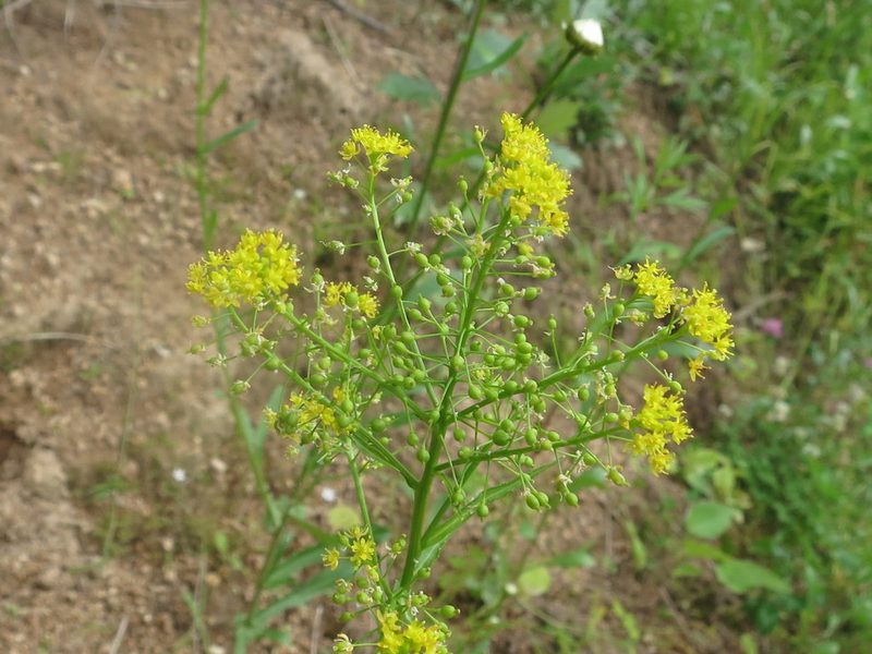 Rorippa globosa, photographed by Repina Tatyana