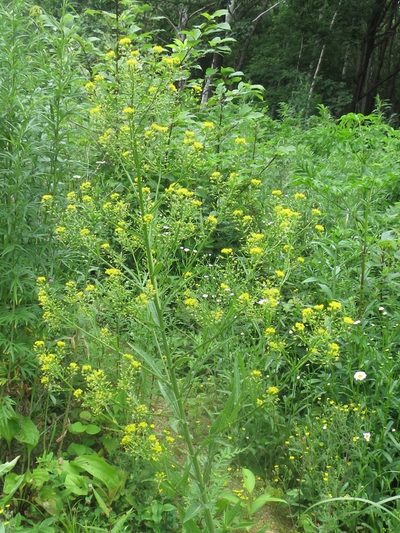 Rorippa globosa, photographed by Repina Tatyana