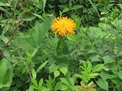 Hypochaeris ciliata, photographed by Repina Tatyana
