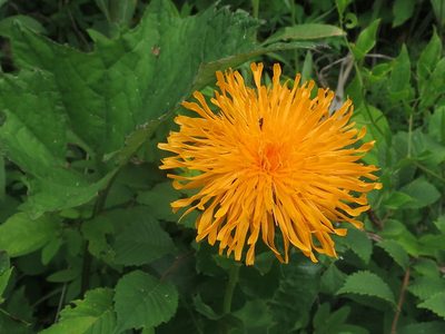 Hypochaeris ciliata, photographed by Repina Tatyana