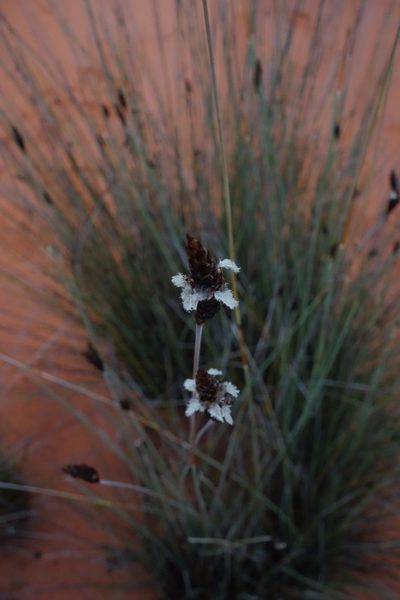 Ecdeiocolea monostachya, photographed by Thibaud Aronson