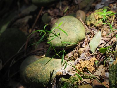 Scleromitrion angustifolium, photographed by 葉子