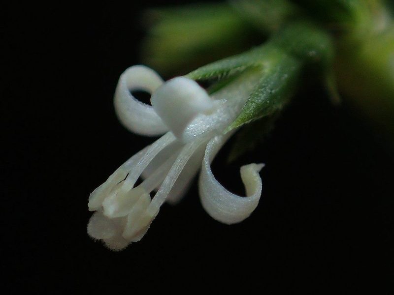 Scleromitrion angustifolium, photographed by 葉子
