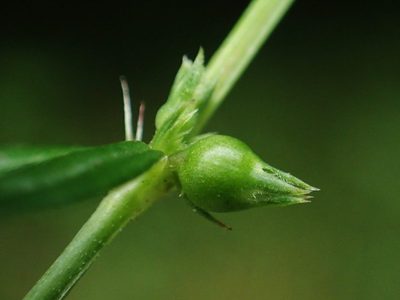 Scleromitrion angustifolium, photographed by 葉子