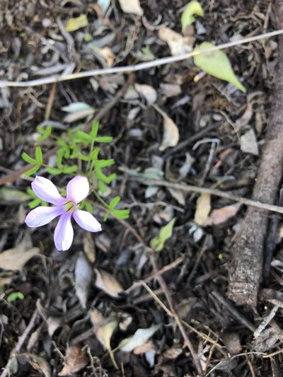 Oxalis suteroides, photographed by Cecile Roux