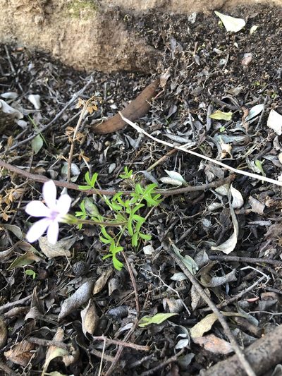 Oxalis suteroides, photographed by Cecile Roux