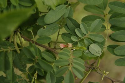 Indigofera tinctoria, photographed by Eric Knight