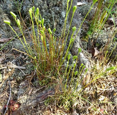 Schizaea pusilla, photographed by Sandra Keller