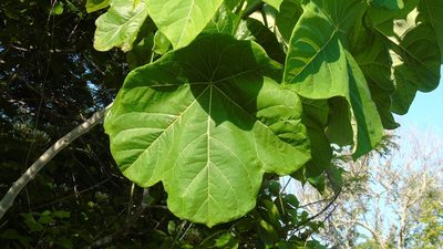 Jatropha peltata, photographed by Francisco Farriols Sarabia