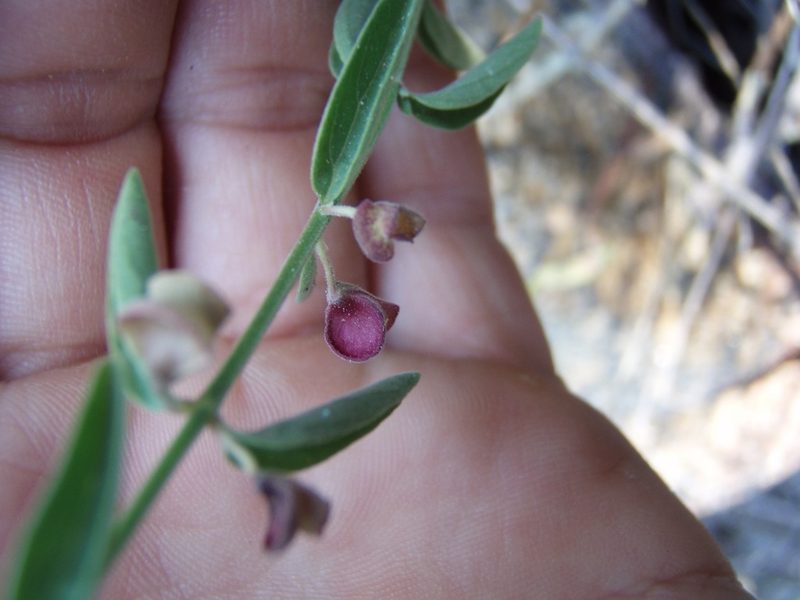 Scutellaria californica, photographed by Erica Krimmel