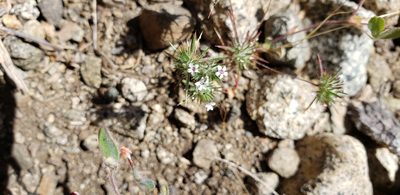 Navarretia torreyella, photographed by Rosie Yacoub