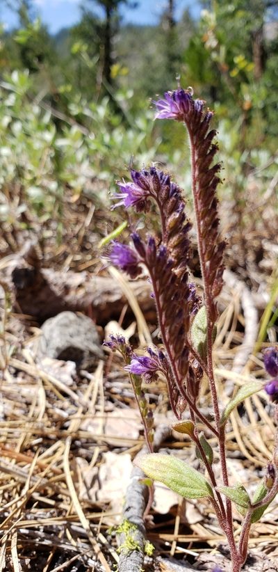 Phacelia marcescens, photographed by Rosie Yacoub