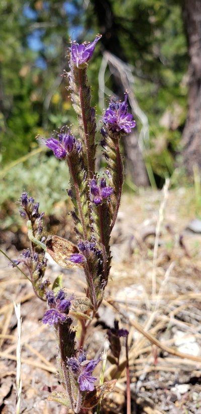 Phacelia marcescens, photographed by Rosie Yacoub