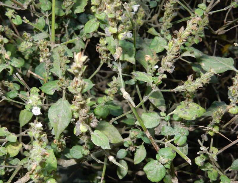Isoglossa ciliata, photographed by Henry de Lange