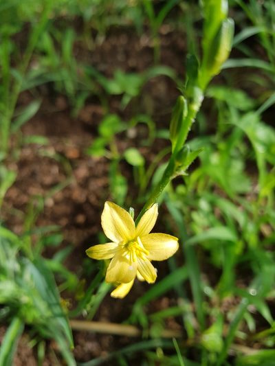 Echeandia vestita, photographed by Eugenio Padilla