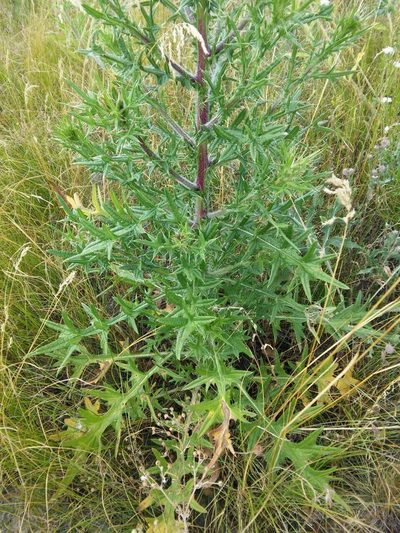 Cirsium ukranicum, photographed by Valerii Darmostuk