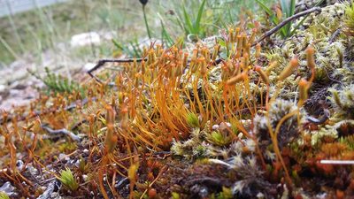 Oligotrichum hercynicum, photographed by George Greiff