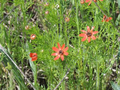 Adonis flammea, photographed by Valerii Darmostuk