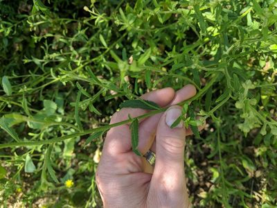 Baccharis plummerae, photographed by Zack Abbey
