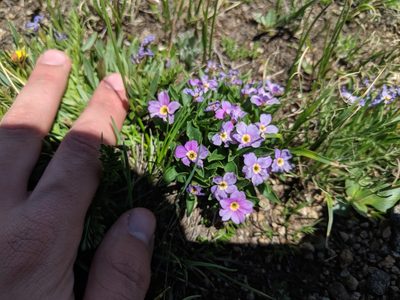 Primula angustifolia, photographed by Ethan Rose