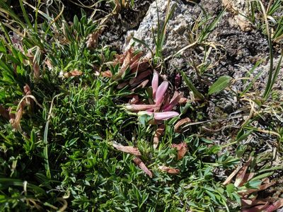 Trifolium nanum, photographed by Ethan Rose