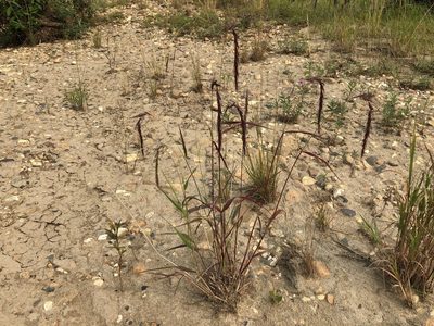 Elymus sibiricus, photographed by Jason Grant
